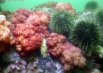 Мягкие кораллы, Альционарии