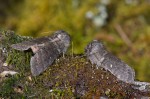 Совковидка Neodaruma tamanukii