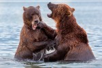 Медвежьи игры